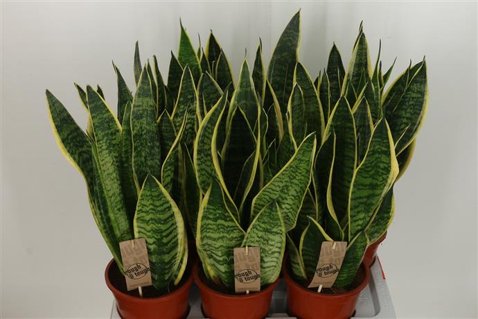Sansevieria Futura Superb (Сансевирия Футура Суперб) В12
