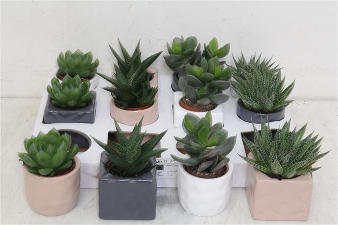 Succulent Gem 5 Srt (Cуккулент Гем 5 стр) В12