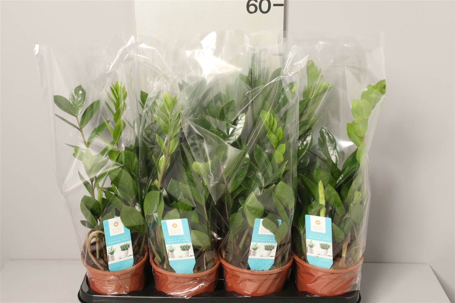 Zamioculcas 4+ (Замиокулькас 4+) В12