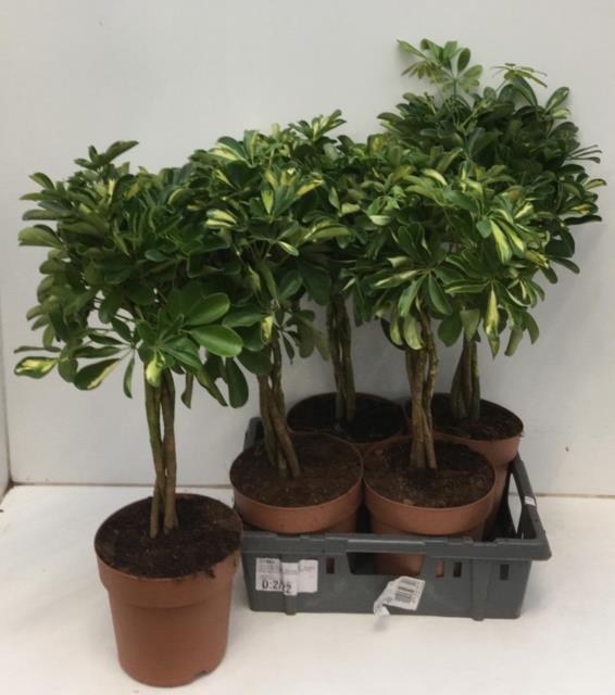 Schefflera Ar Gold Capella (Шеффлера Голд Капелла) В21