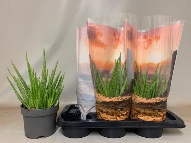 Aloe Vera (Алоэ Вера) В15