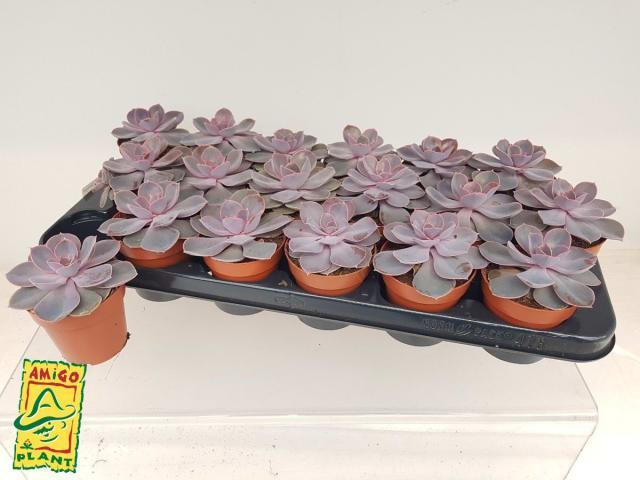 Echeveria Romantic Purple + Glitter (Echeveria Романтический Фиолетовый + Блеск) В1001.10.1939 0:00:
