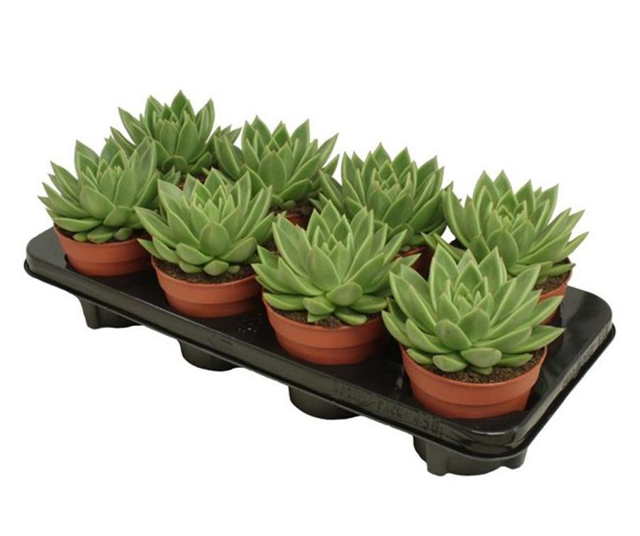 Echeveria Scheideckeri (Echeveria Scheideckeri) В12