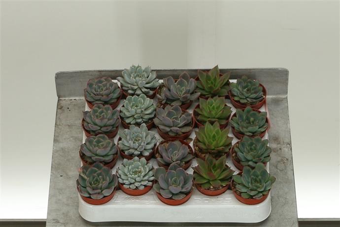 Echeveria X-mas Mix (Echeveria Рождественский микс) В1010.105