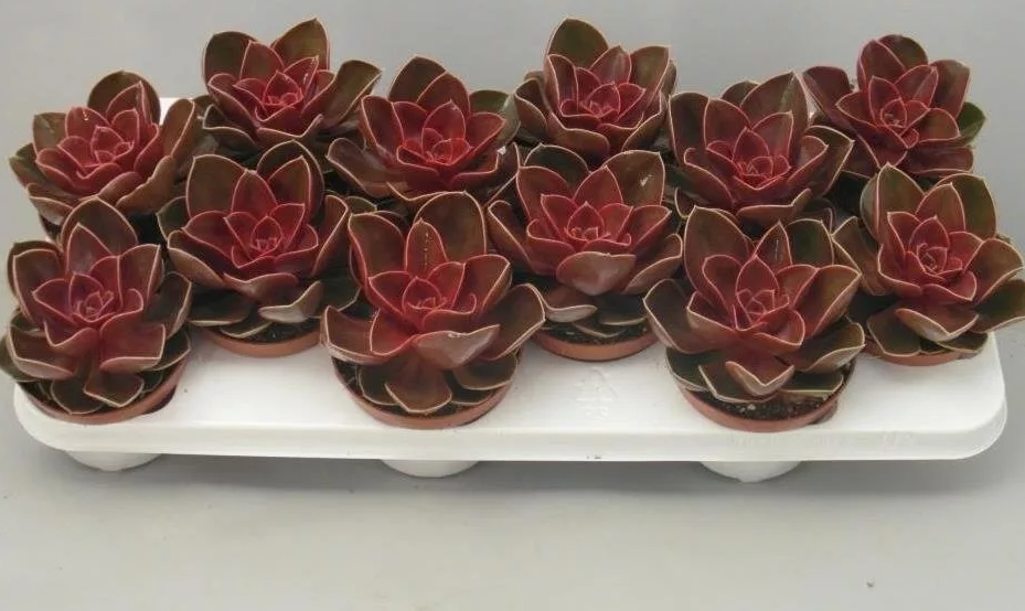 Echeveria Red Tripple (Echeveria Красный Тройной) В801.08.1940 0:00:00