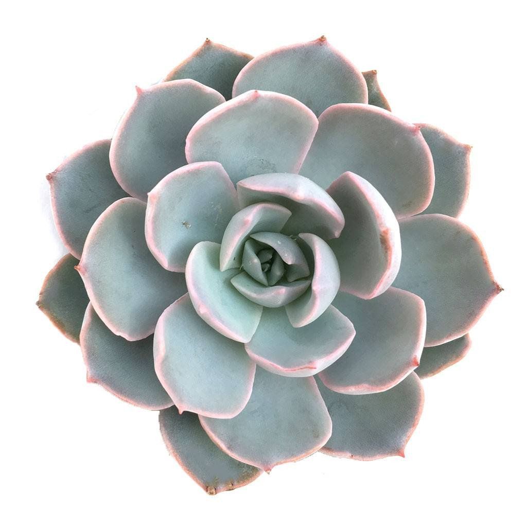 Echeveria White + Chain (Echeveria Белый + Цепь) В801.08.1969 0:00:00