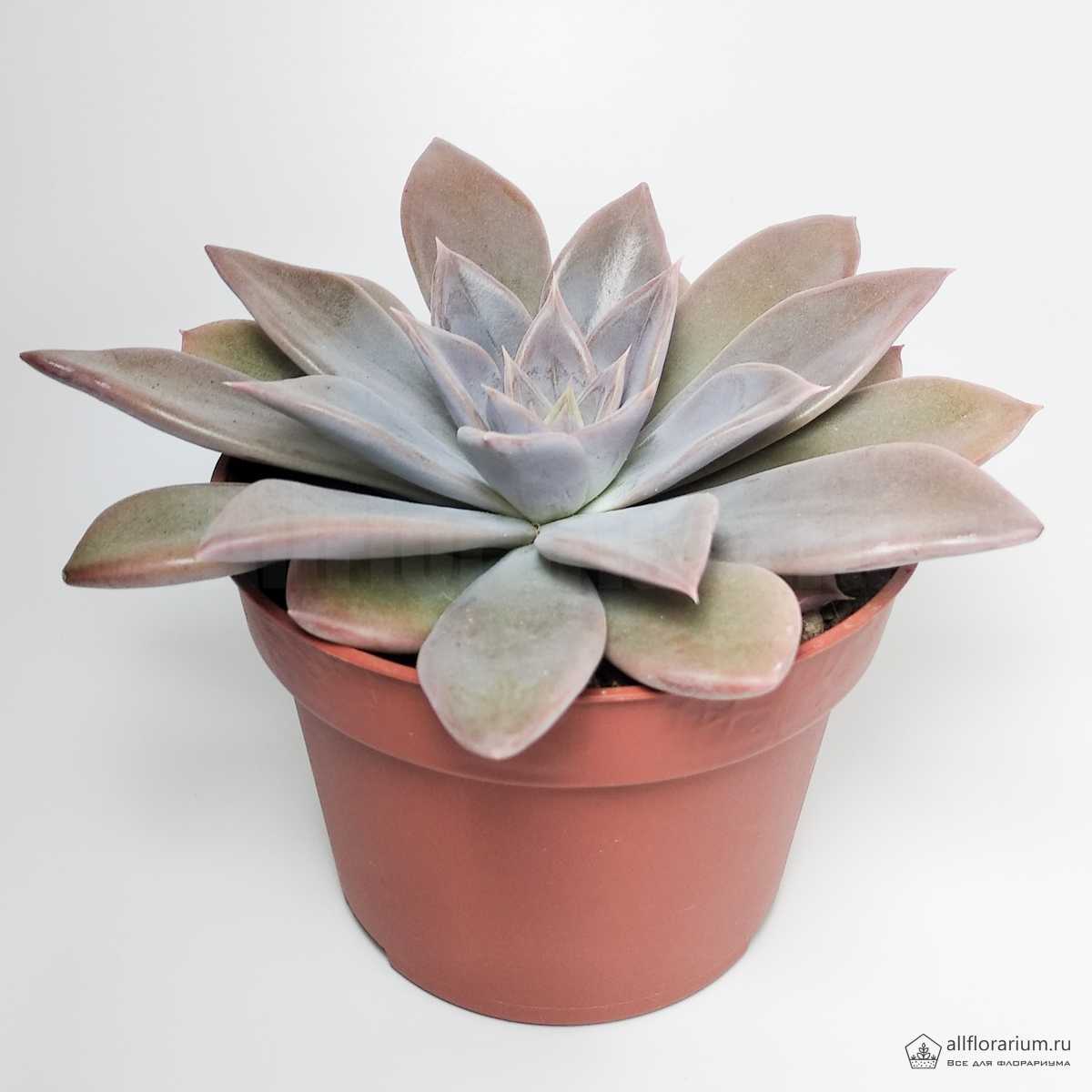 Echeveria Silver Tripple (Echeveria Серебро, Тройной) В1001.10.1951 0:00:00
