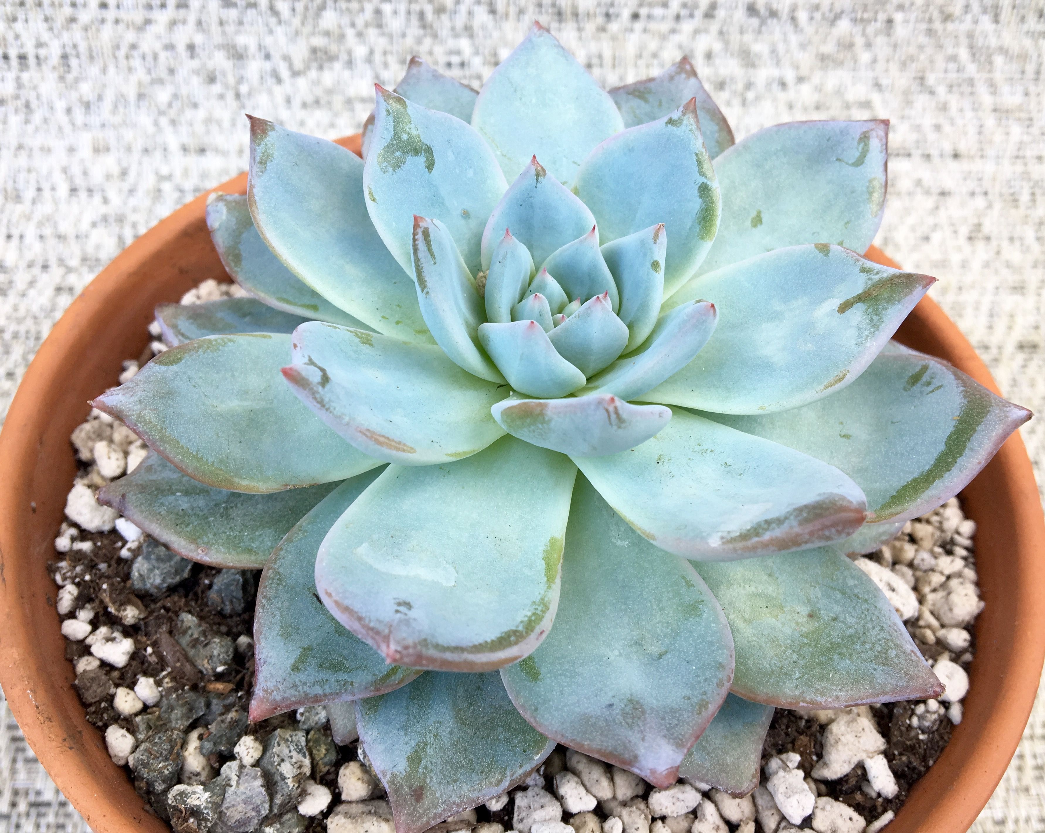 Echeveria Romantic X-mas Blue + Glitter (Echeveria романтический Рождественский синий + блеск) В801.