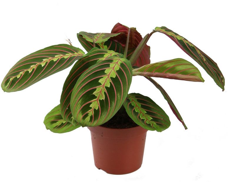 Maranta Fascinator (Маранта Фашинатор) В12