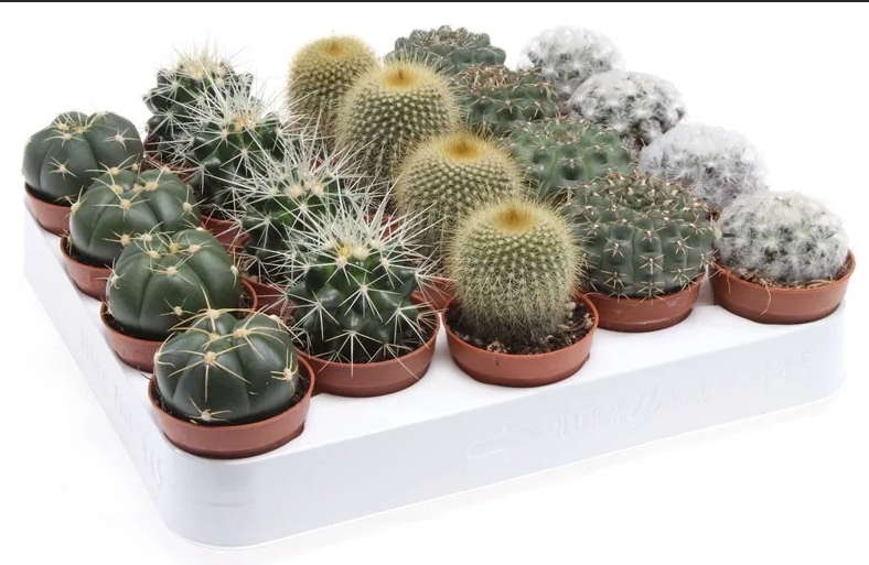 Gymnocalycium Gemengd Showdoos (Диаметр Gemengd Showdoos) В5ubink