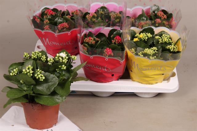 Kalanchoe Calandiva Mix (Каланхоэ Каландива Микс) В12