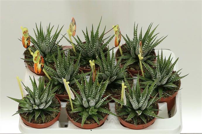 Haworthia Big Band (Хавортия Биг Бэнд) В11x15