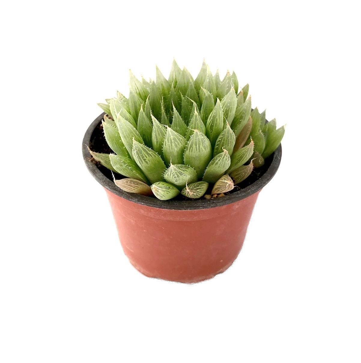 Haworthia Cooperii (Хавортия Cooperii) В12