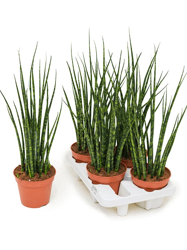 Sansevieria Fernwood Musica (Сансевиерии Фернвуд Музика) В6F