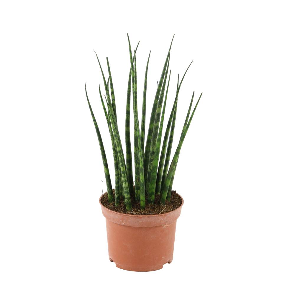 Sansevieria Fernwood Mikado (Сансевиерии Фернвуд Микадо) В6F