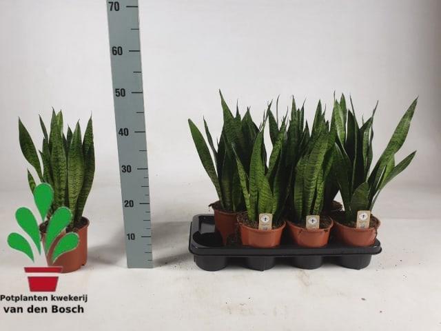 Sansevieria Zeylanica (Сансевиерия Зелансия)
