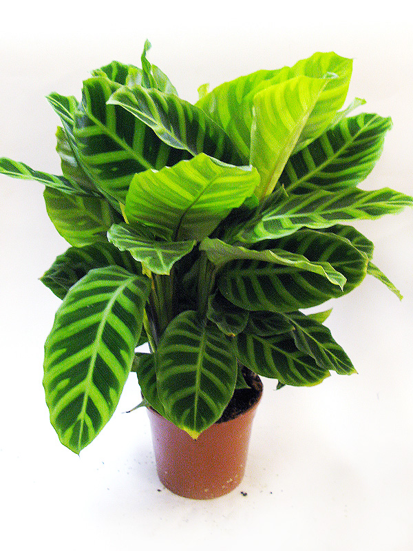 Calathea Zebrina (Калатея Зебрина) В32