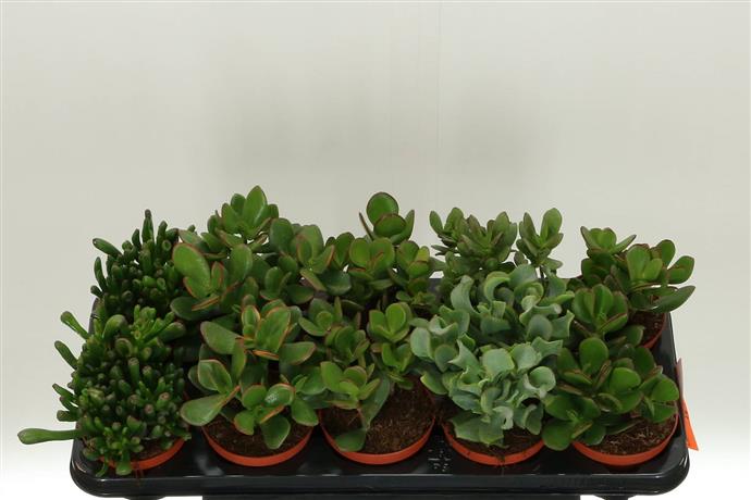 Crassula mix (Крассула Микс) В12