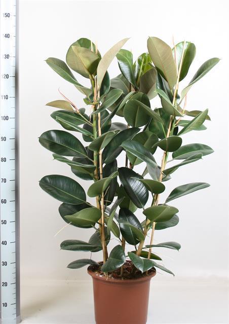 Ficus Elastica (Фикус Эластика) В12