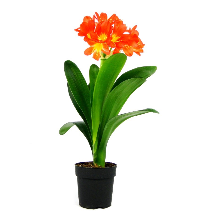 Clivia Minata (Кливия Minata) В13