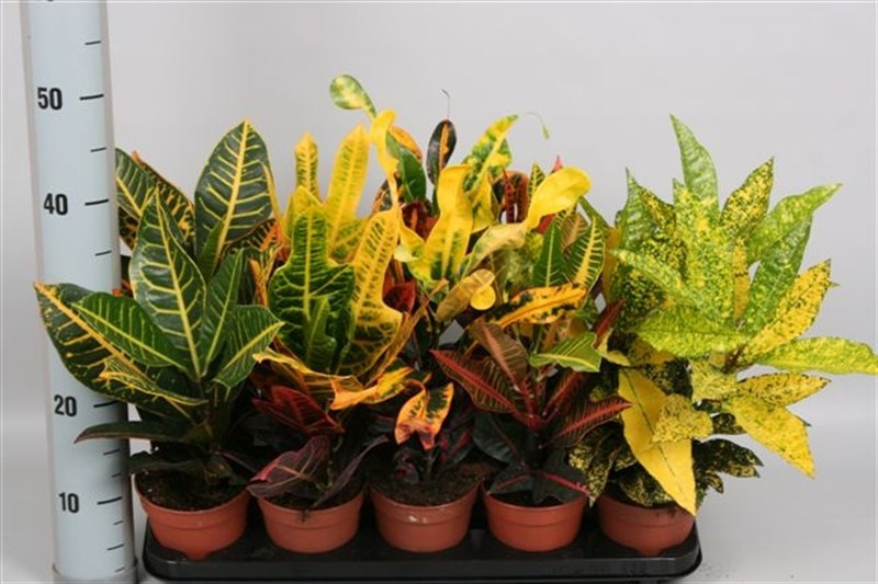 Codiaeum Gemengd (Кодиум Геменгд) 12 горш.