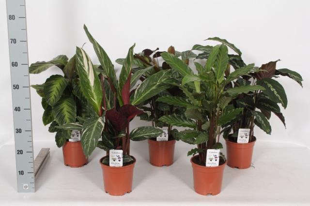 Calathea Gemengd (Калатея Gemengd) В12