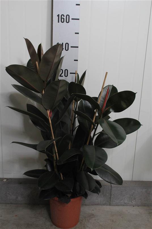 Ficus El Abidjan (Фикус Эл Абиджан) В12
