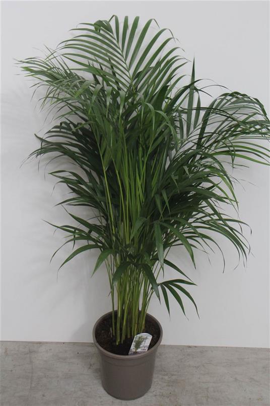 Dypsis Lutescens chrysalidoca Asp(Дипсис Лутесценс Хризалидока) В12