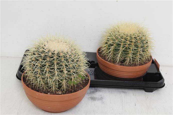 Echinocactus Grusonii (Эхинокактус Грусони) В510