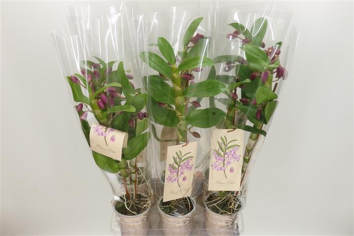 Dendrobium Nobile (Дендробиум Нобил) В12