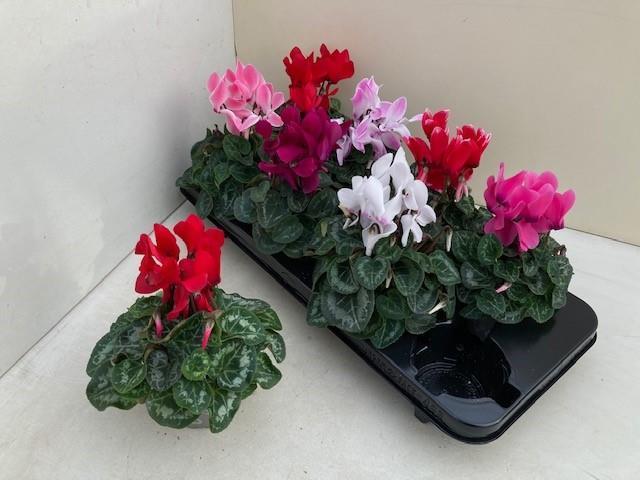 Cyclamen Md Sup Macro (Цикламен Сап Макро) В12