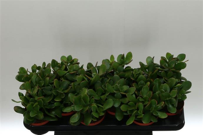 Crassula Ovata 'gollum' (Крассула Овата Голум) В510