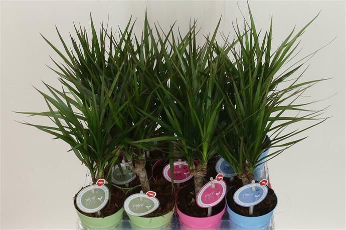 Dracena Marginata (Драцена Маргината) В12
