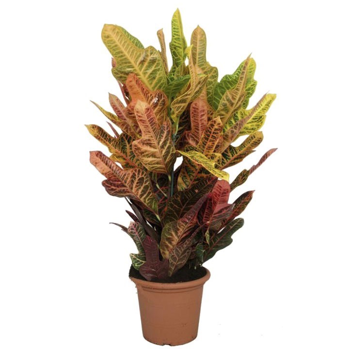 Codiaeum Excellent (Кодиум Экселент) 19 горш.