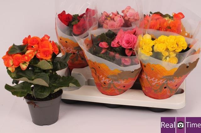 Begonia Du Gemengd (Бегония Ду Геменгд)