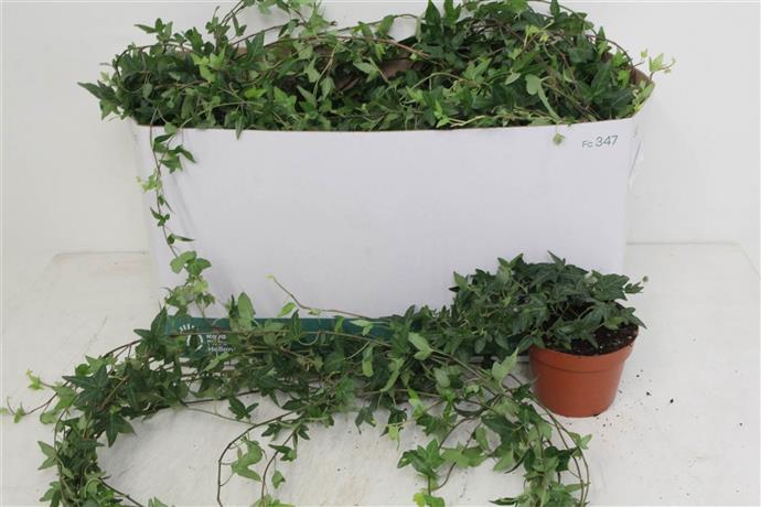 Hedera He Shamrock (Хедера Хи Шемрок) В12