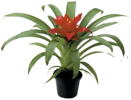 Guzmania Tempo (Гузмания Темпо) В9