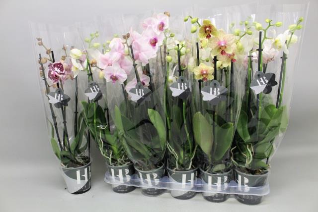 Phalaenopsis Gem 4 Kl (Фаленопсис Гем 4 Кл ) В12