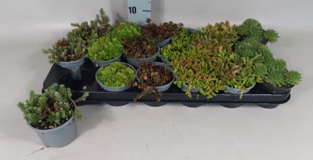 Planten mix (Плант Микс)