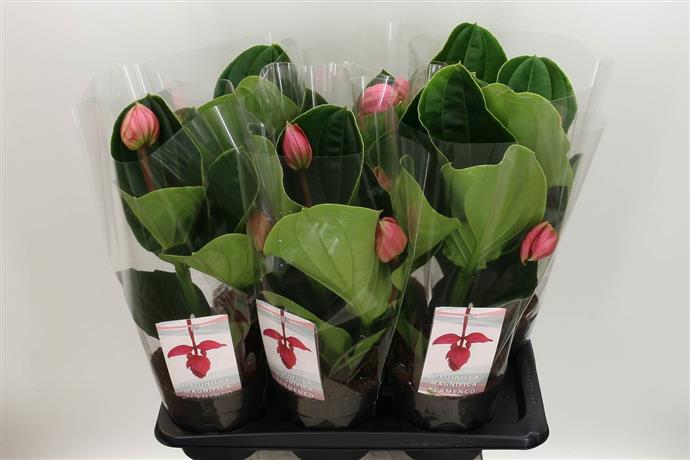 Medinilla Magnifica (Мединилла Магнифика) В17