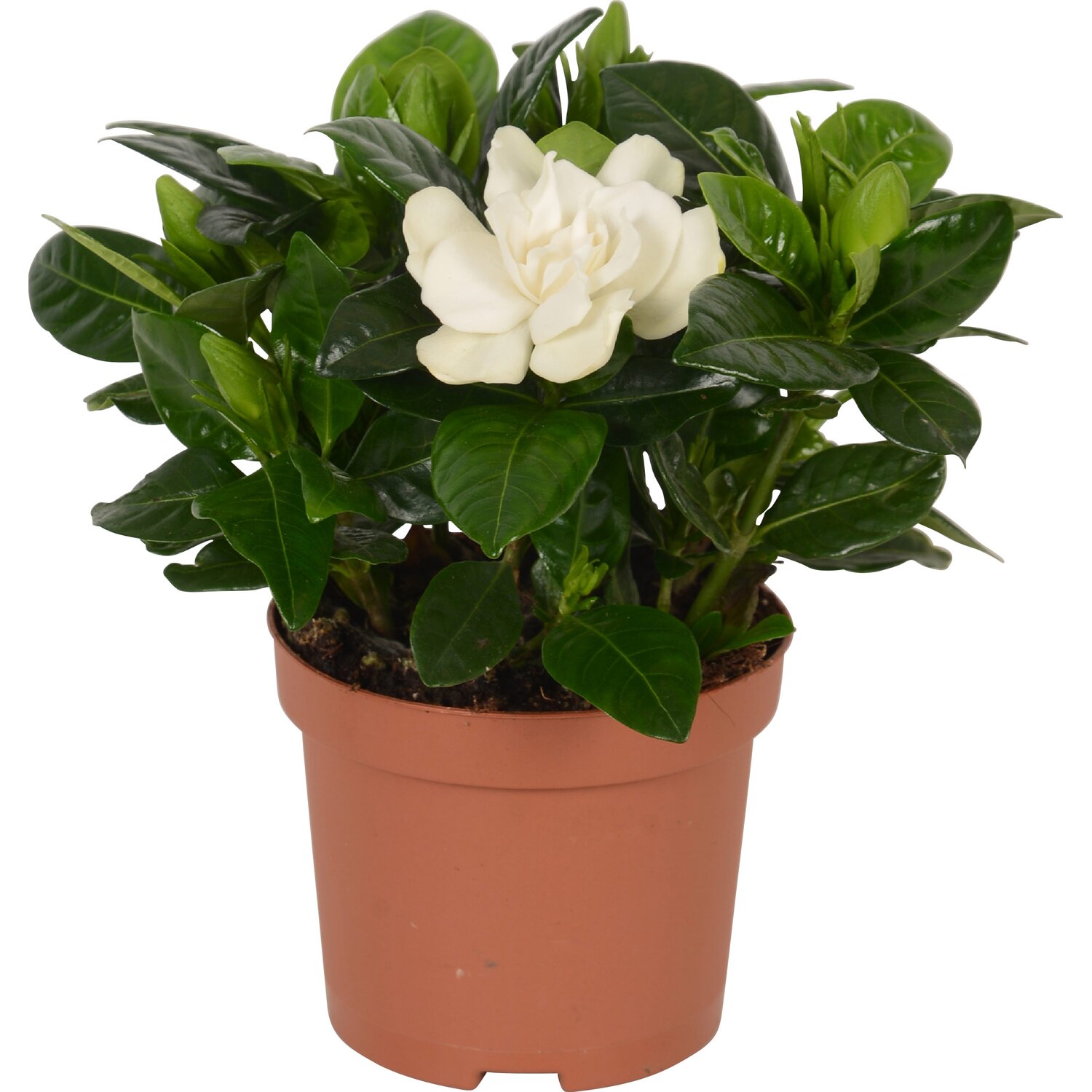 Gardenia (Гардения) В13