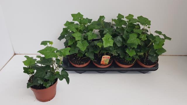 Hedera Hibernica (Хедера Хиберника) В13