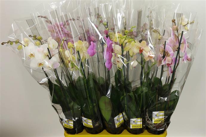 Phalaenopsis Gem 10 Kl (Фаленопсис Гем 10 Кл ) В12