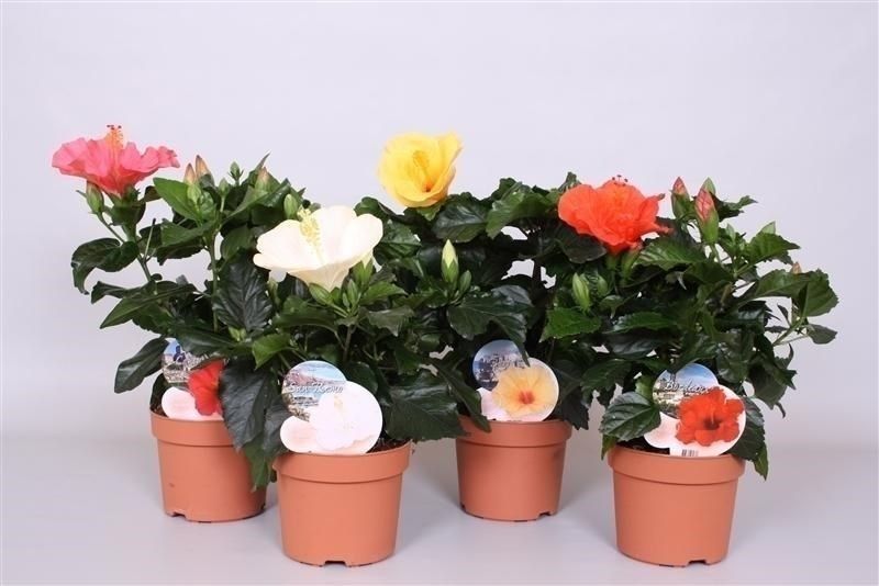 Gardenia Durore Gemengd (Гардения Дурор Геменгд) В12