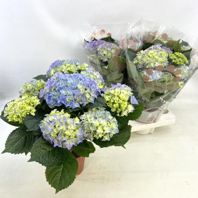 Hydrangea Gemengd (Гортензия Геменгд) В12
