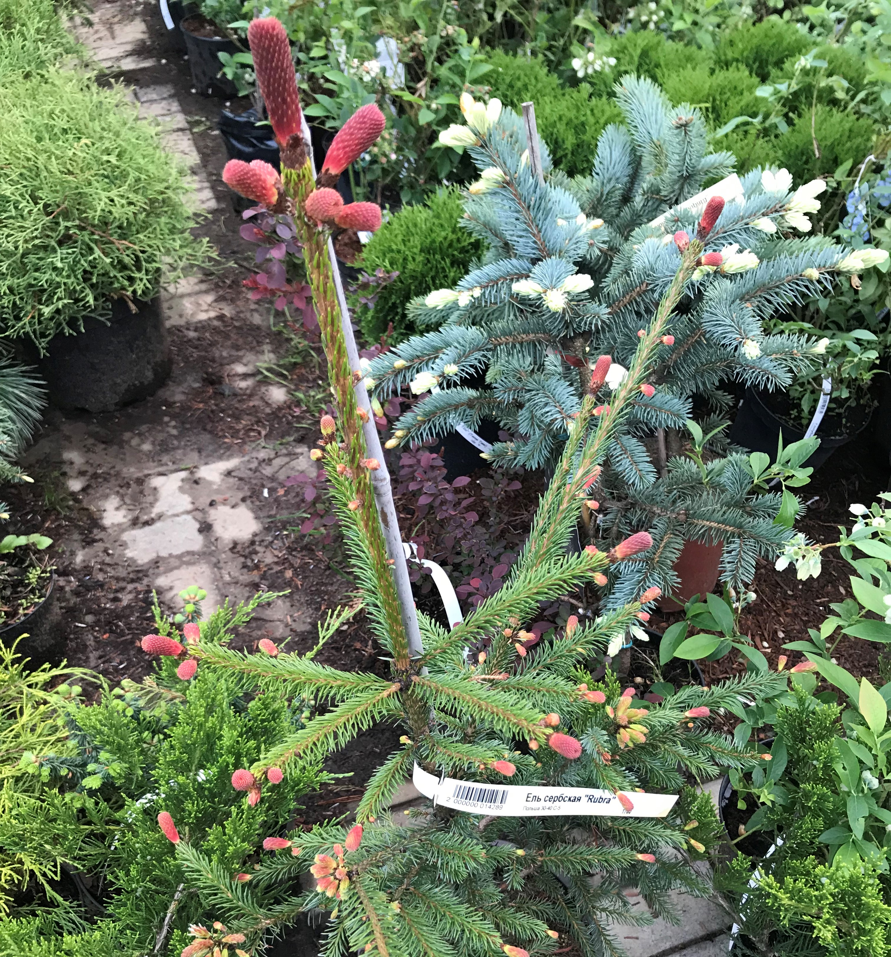 Ель сербская Rubra (Рубра)