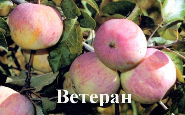 Яблоня Ветеран