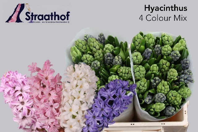 Hyacinthus Mix 4 colour (Гиацинт Микс 4 колор) В35