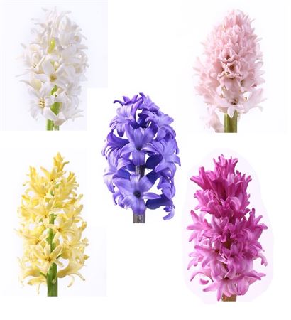 Hyacinthus Mixed (Гиацинт Миксед) В40