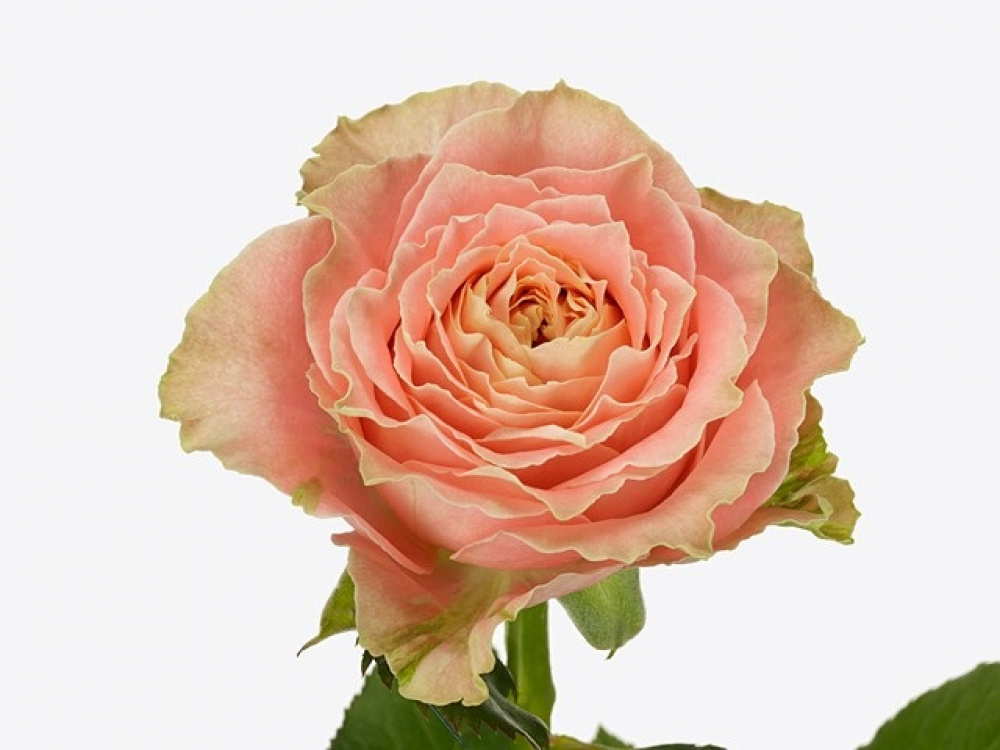 Rose Country Spirit Louise (Кантри спирит Луиза) В50 Зеленый Дом